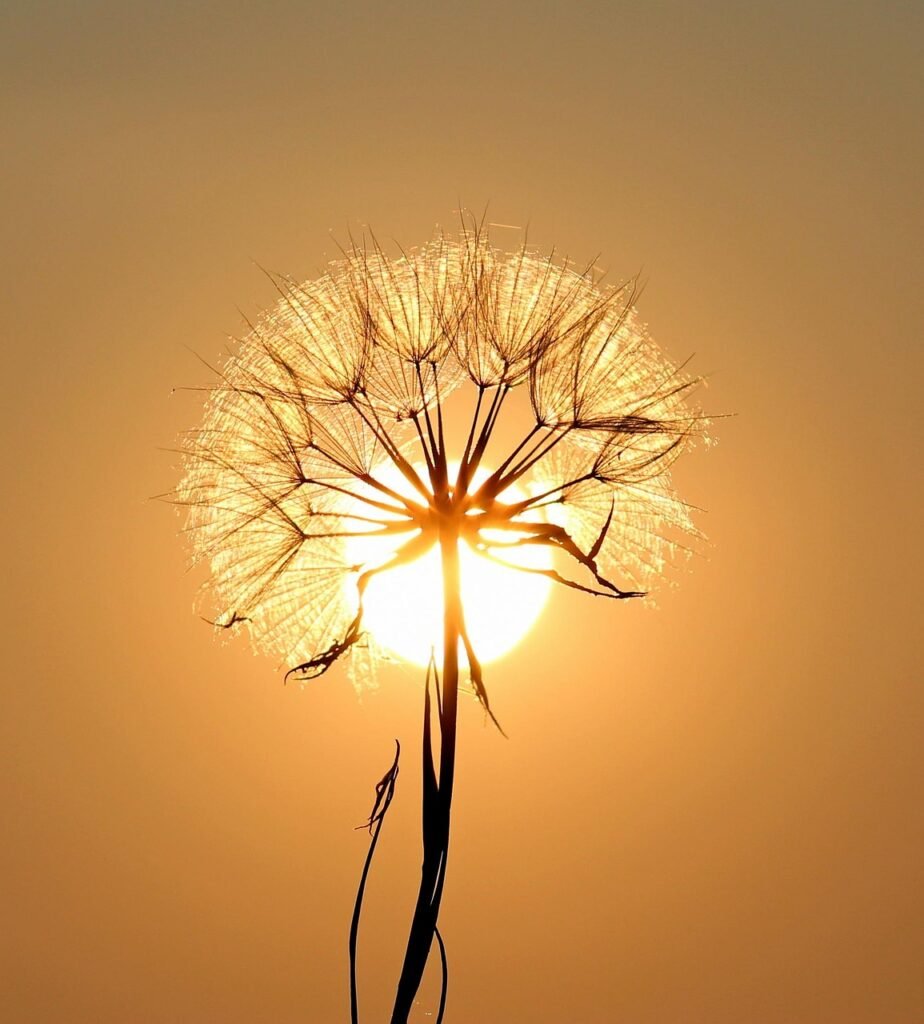 dandelion, beautiful flowers, sun, backlighting, silhouette, flower background, flower, seeds, orange sun, flower wallpaper, sunset, dusk, nature, twilight, orange sky